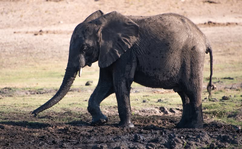 Okavango Experience — photo 4
