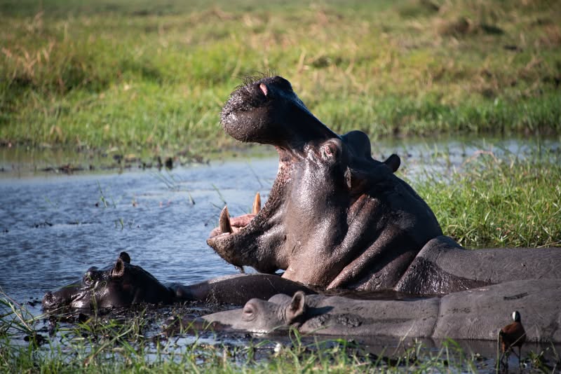 Africa